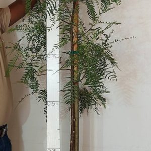 Schinus-molle.jpg Schinus Molle (False Pepper) Tree 20lt