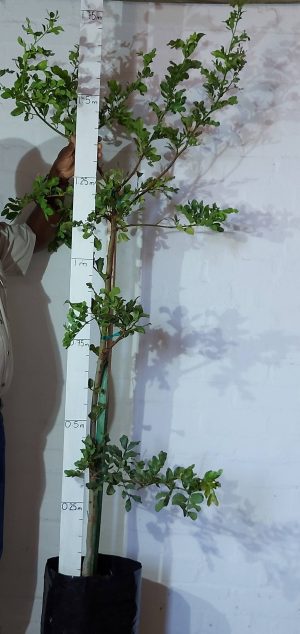 Schotia-brachypetala.jpg Schotia Brachypetala 20lt