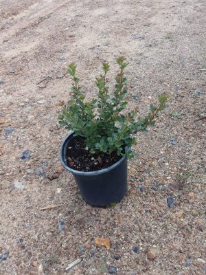 Searsia Crenata 17cm Pot