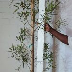Searsia Lancea 20lt