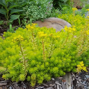 Sedum 'Angelina' 9cm Pot
