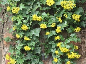 Senecio Tamoides 15cm Pot