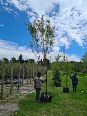 Searsia Pendulina 125lt