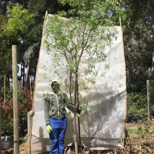 Searsia Pendulina 70lt