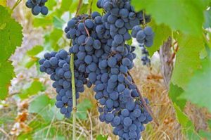 Shiraz-Grape.jpg Grape Vine Shiraaz 10lt