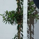 Sideroxylon Inerme 20lt