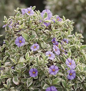 Solanum-rantonnetii-Variegatum.jpg Solanum Rantonnetii Variegated 10lt Ball