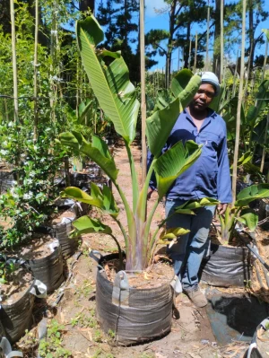 Strelitzia-nicolai-70lt-RH.webp Strelitzia Nicolai 70lt