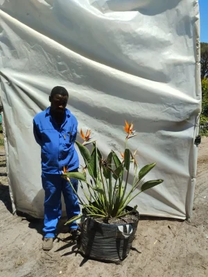 Strelitzia Reginae 70lt