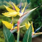 Strelitzia Reginae Mandela's Gold 70lt
