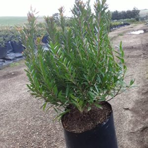 Syzigium-pondoense.jpeg Syzygium Pondoense 10lt
