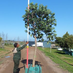 Syzygium Cordatum 250lt