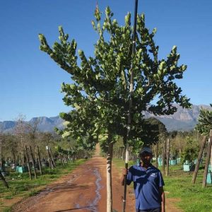 Syzygium-cordatum-Waterberry-1.jpg Syzygium Cordatum 200lt