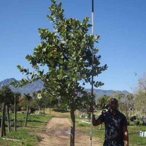 Syzygium-cordatum-Waterberry.jpg Syzygium Cordatum 400lt
