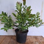 Syzygium-cordatum-rotated-1.jpg Syzygium Cordatum 21cm Pot