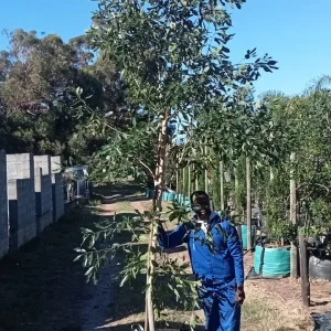 Syzygium Guineense 125lt Large