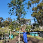 Syzygium Guineense 250lt