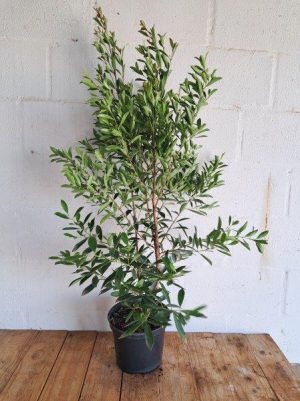 Syzygium Paniculatum 21cm Pot