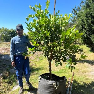 Tahiti-Bears-Lime-Tree-125lt.jpg Tahiti Bears Lime Tree 125lt