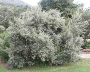 Tarchonanthus Camphoratus 20lt