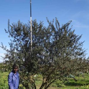 Tarchonanthus-camphoratus-Camphor-Bush.jpg Tarchonanthus Camphoratus 400lt