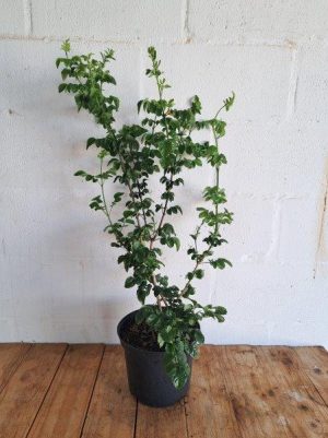 Tecoma Capensis Gold 21cm Pot