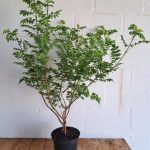 Tecoma Capensis Red 21cm Pot