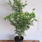 Tecoma Capensis Salmon 21cm Pot