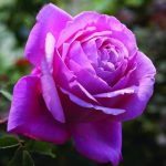 Rose Towering Rose Magic 5lt