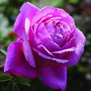 Towering-Rose-Magic.jpg Rose Towering Rose Magic 5lt