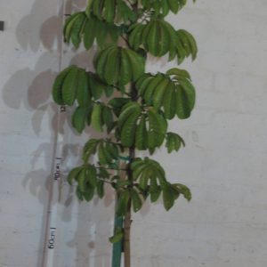 Trichilia-emetica.jpg Trichilia Emetica 20lt
