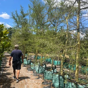 Vachellia Xanthophloea 250lt