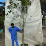 Vepris Lanceolata 70lt