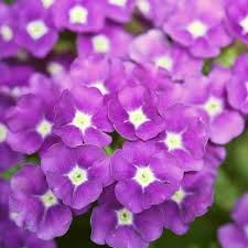 Verbena-Vanessa-Optik-Grape-14cm.jpeg Verbena Vanessa 14cm Pot