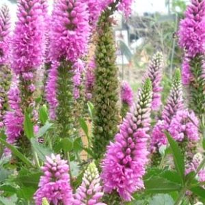 Veronica-Ronica-Fuchsia-14cm.jpg Veronica Ronica Fuchsia 14cm Pot