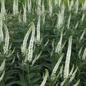 Veronica-Skyler-White-14cm.jpg Veronica Skyler White 14cm Pot