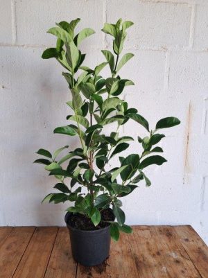 Viburnum-sinensis.jpg Viburnum Sinensis 21cm Pot
