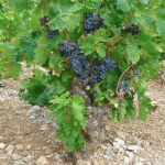 Vitis Vinifera (Common Grape Vine) 20lt