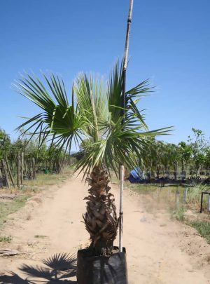 Washingtonia-robusta-100L-B36B_75813373_a100l.jpeg Mexican Fan Palm 100lt