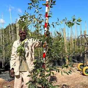 Waterpear-40lt.jpeg Syzygium Guineense 40lt