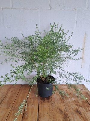 Westringia Fruticose Blue 21cm Pot
