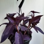 Tradescantia Pallida Purple 20cm Hanging Basket