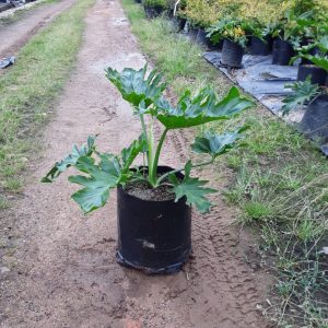 WhatsApp-Image-2020-11-23-at-15.46.21.jpeg Philodendron Selloum 10lt