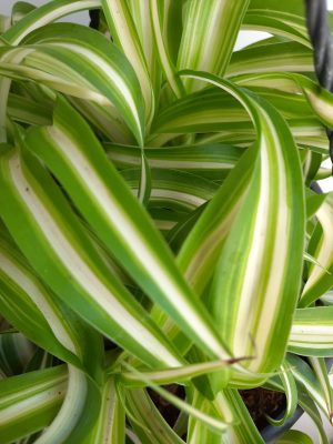WhatsApp-Image-2020-11-29-at-09.18.24.jpeg Chlorophytum Variegated 25cm Hanging Basket
