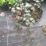 Ceropegia 21cm hanging basket (String of hearts)