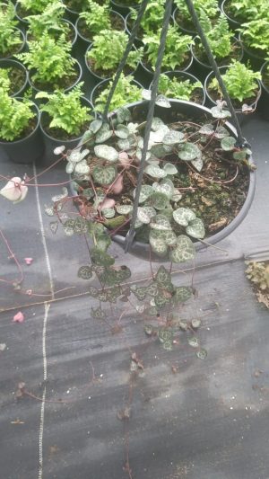 Ceropegia 21cm hanging basket (String of hearts)