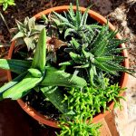 Succulent Mix Bowl 21cm