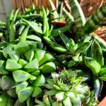Succulent Mix Bowl 21cm