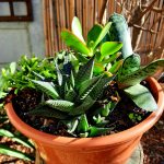 Succulent Mix Bowl 21cm