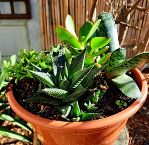 Succulent Mix Bowl 21cm